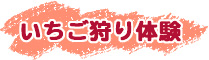 いちご狩り体験 いちご狩り体験