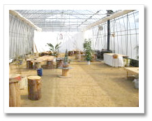 p_cafe