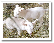 p_sheep